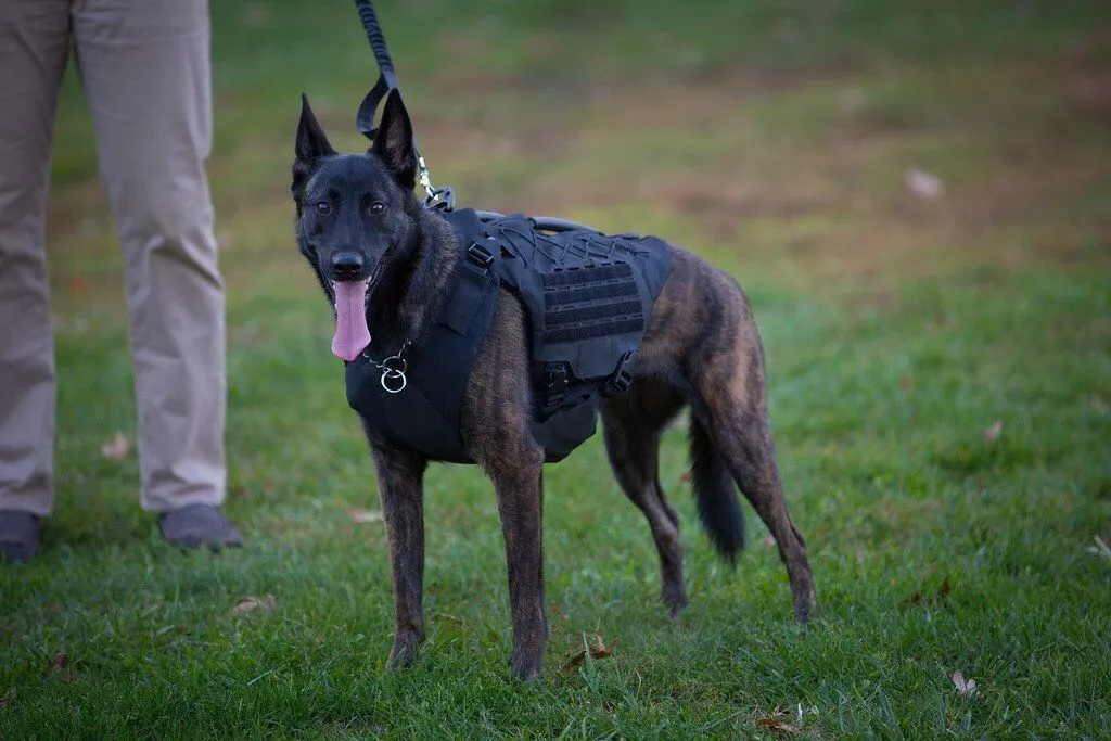 221B Tactical Titan Vest (Harness only)