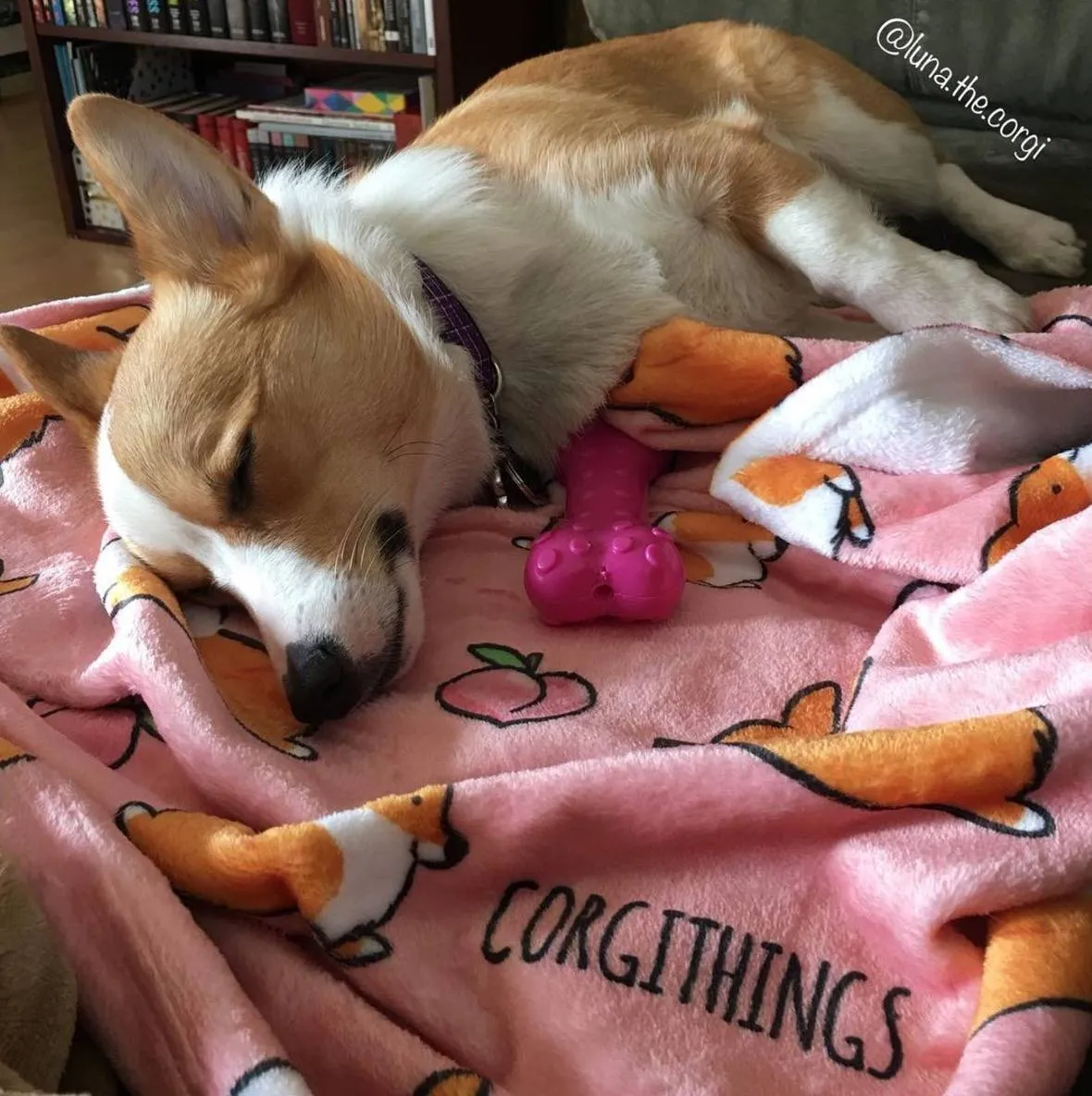 Pink Cardigan Corgi Sploot Fleece Blanket | 3 Sizes