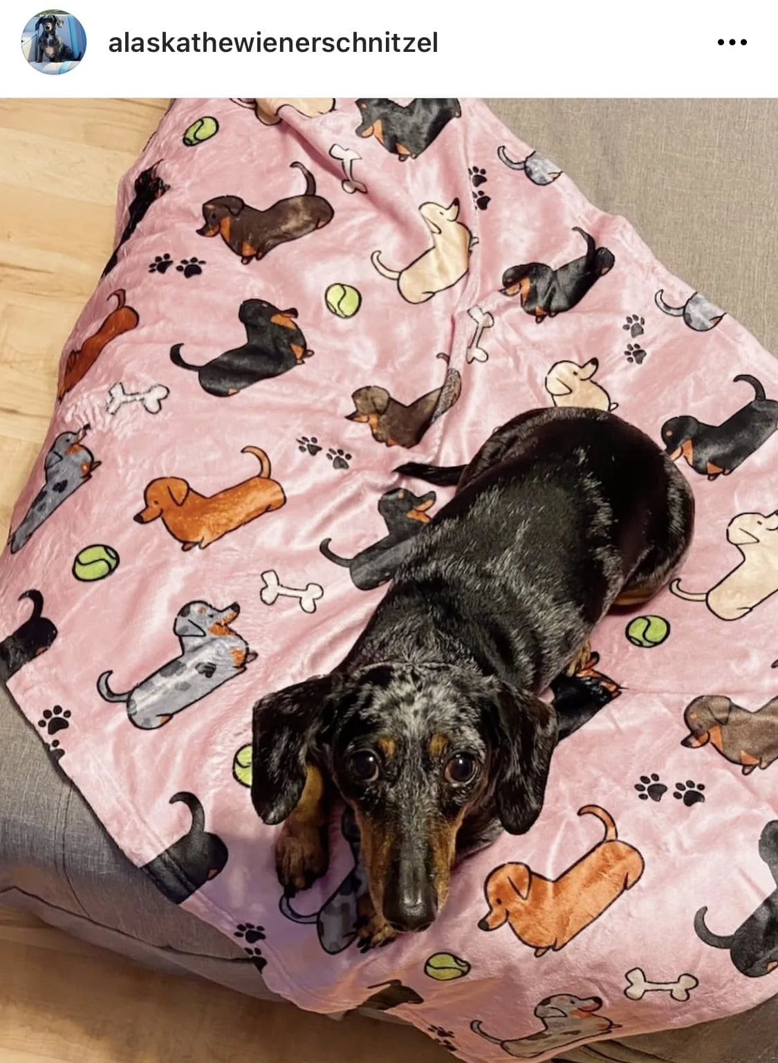 Pink "Doxie Frens" Blanket | 3 Sizes